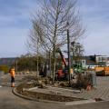 Parking rue Arthur Thinnes - plantations nouveaux arbres